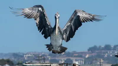 The American White Pelican -