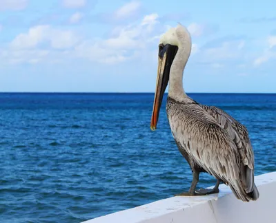 Pelican Facts: Habitat, Behavior, Diet