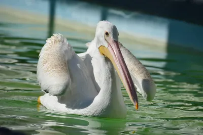 Pink-backed Pelican - eBird