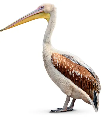 Brown pelican | Smithsonian's National Zoo and Conservation Biology  Institute