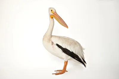 A Wonderful Bird is the Pelican…” — Tennessee State Parks