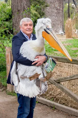 Brutal Pelican Attacks in O.C. Raise Wildlife Safety Concerns, Reward for  Information