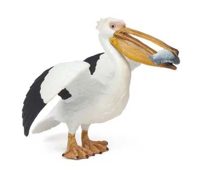 Eastern white pelican | Blackpool Zoo