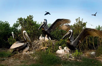 American White Pelican - International Bird Rescue