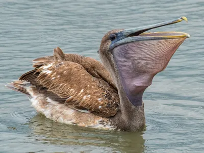 Baby pelican hi-res stock photography and images - Alamy