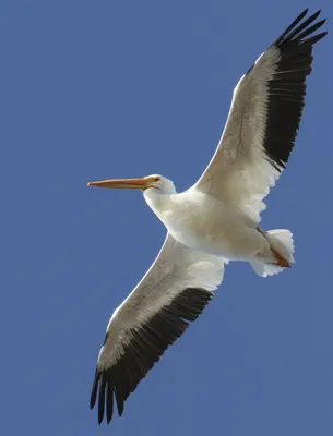 Facts About Pelicans | Pelican Beak | DK Find Out