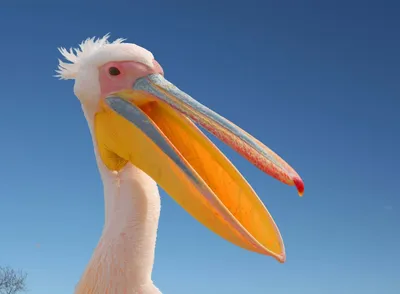 Free Vector | A pelican on white background