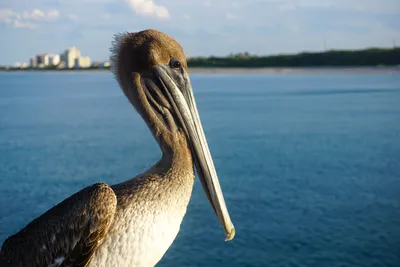 Body of Evidence: How the White Pelican Spreads Oil | Audubon