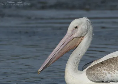 Pelican VS Osprey - Who Eats Who? Wildlife Photography with the Canon EOS  R5 500f4 ll - Mark Smith Photography