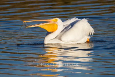 Get To Know This Year's Featured World Migratory Bird Day Species: American  White Pelican - Nature Canada