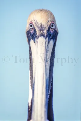 Brown Pelican — Eastside Audubon Society