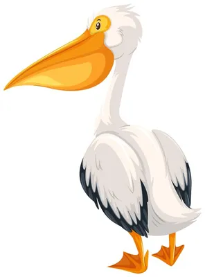 American White Pelican Spotlighted Against A Dark Background – Feathered  Photography