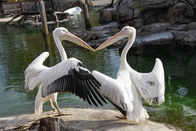 Brown Pelican - eBird