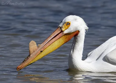 Pelican | Aussie Made Metal Art