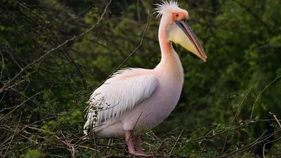 The American White Pelican - Bay Weekly