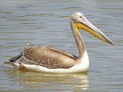 Pelican Pier | Wild View