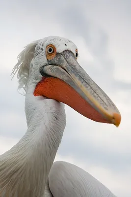 Closeup of the Black Pelican Bird on the Sand Stock Image - Image of black,  predator: 205862523