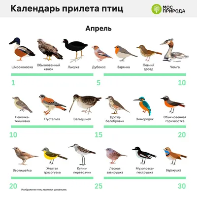 Перелётные птицы | Удоба - бесплатный конструктор образовательных ресурсов