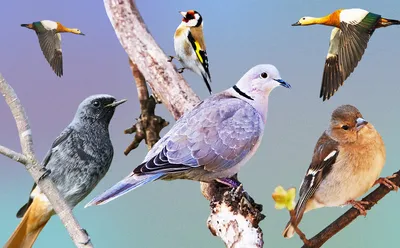 Image result for перелетные птицы россии | Картинки домашних животных, Для  детей, Дети