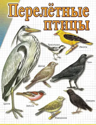 Перелетные птицы России. Плакат - купить с доставкой по выгодным ценам в  интернет-магазине OZON (277860496)
