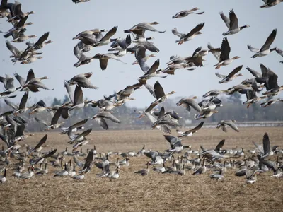 В столичный регион возвращаются перелетные птицы - Российская газета