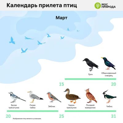 Обучающие карточки «Перелётные птицы России», 16 карточек (2410409) -  Купить по цене от 75.00 руб. | Интернет магазин SIMA-LAND.RU