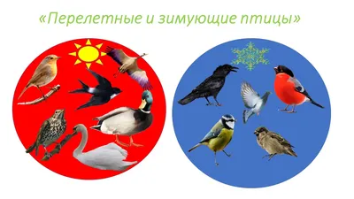 Перелетные птицы картинки с названиями для детей.