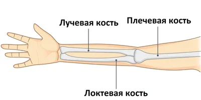 Перелом костей голени