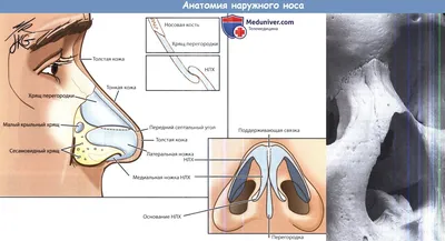 Септопластика носовой перегородки | Медицинский центр Эра