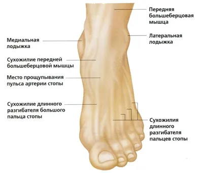 Перелом лодыжки