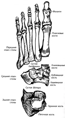 Перелом пяточной кости – причины, симптомы, диагностика и лечение у  взрослых | «Будь Здоров»