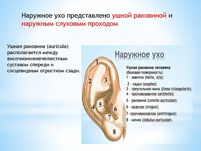 Анатомия физиология и патология наружного уха 2015 Шаварова