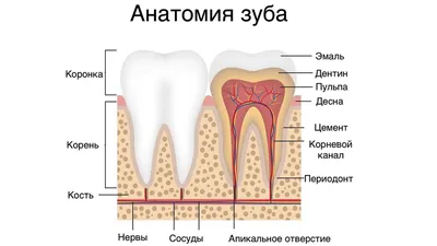 Лечение периодонтита от 3.350 ₽ в стоматологии Samara Med (Самара Мед)