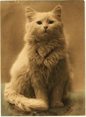 Самое первое в мире фото кота... | Post-Faktум | Дзен