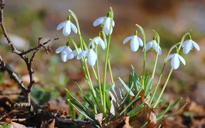 Весенние цветы первоцветы (78 фото) - 78 фото