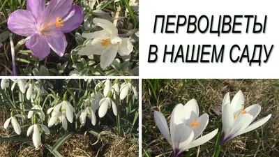 Первоцветы весной (97 фото) - 97 фото