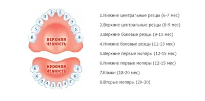 Первые зубки малыша - Ноль +