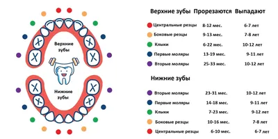 Когда у детей режутся зубы, симптомы и как снять боль новорожденному малышу