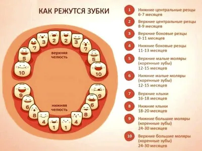 Зубки режутся! - KP.RU