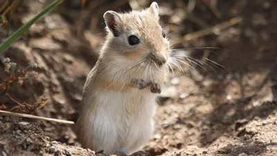 Фотография Грызуны Песчанка Gerbillinae Животные