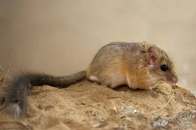 Пушистохвостая песчанка (Sekeetamys calurus) — Зоопарк «Лимпопо» г. Нижний  Новгород – Нижегородский зоопарк