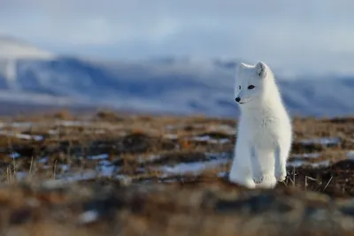 Песец (vulpes lagopus) в дикой тундре. песец на пляже. | Премиум Фото