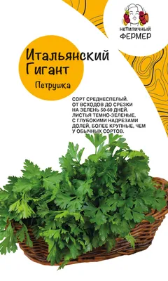 Врач-диетолог рассказал, чем может быть опасна петрушка и другая зелень |  Телеканал Санкт-Петербург