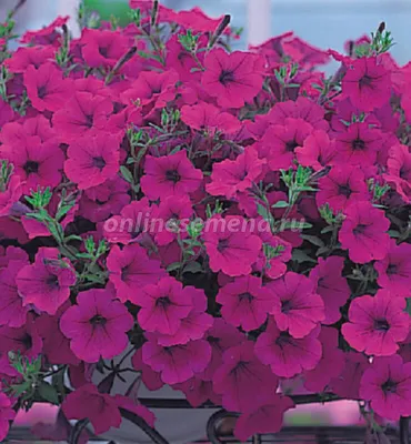 Петуния ампельная крупноцветковая Лавина F1 Лососевая Petunia pendula  grandiflora Lavina F1 Salmon - купить семена цветов с доставкой по Украине  в магазине Добродар