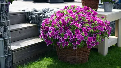 Петуния ампельная гибридная (Petunia x hybrida)