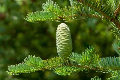 ИСПАНСКАЯ ПИХТА (ABIES PINSAPO): купить саженцы испанской пихты (abies  pinsapo) почтой | PLOD.UA