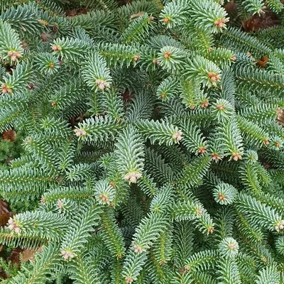 Abies koreana, Пихта корейская|landshaft.info