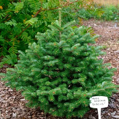 Abies koreana, Пихта корейская|landshaft.info