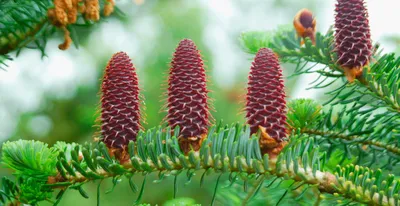 Пихта сибирская (Abies sibirica)