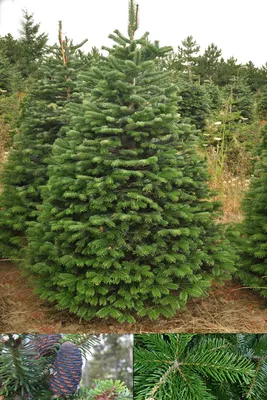 Пихта датская. Пихта Нордмана. Abies Nordmanniana. | Живые елки в  Калининграде